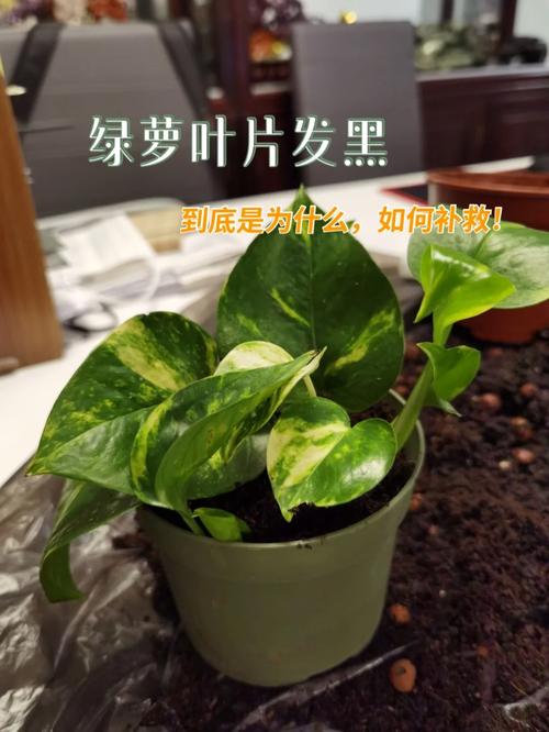 绿萝叶子发黑如何补救