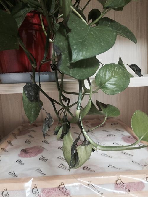 绿萝叶子发黑怎么补救方法