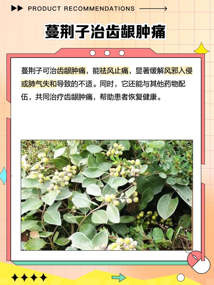 蔓荆子临床应用