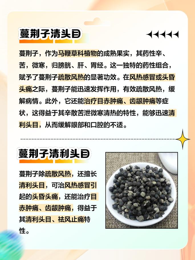 蔓荆子功效