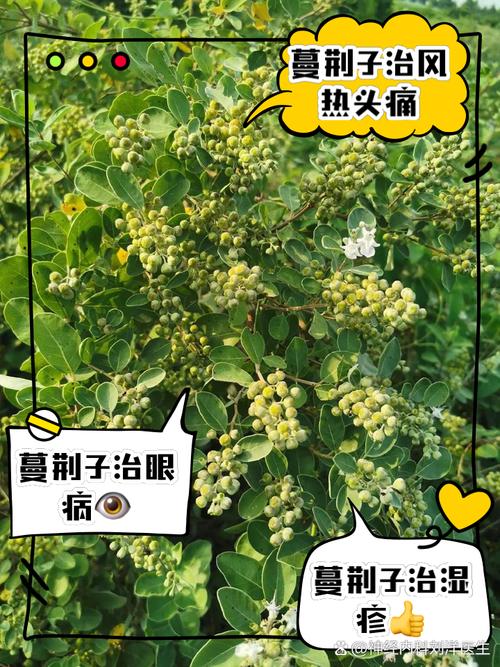 蔓荆子有哪些药用价值?蔓荆子的功效与作用