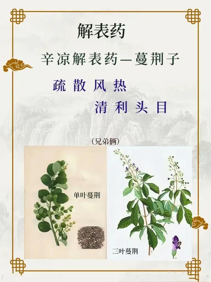 蔓荆子有什么药用功效?