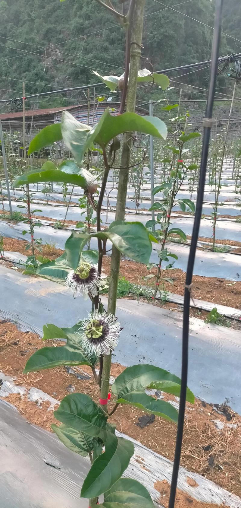 如何让百香果快速开花,种植多久才结果