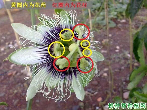 百香果促花方法与人工催花技巧