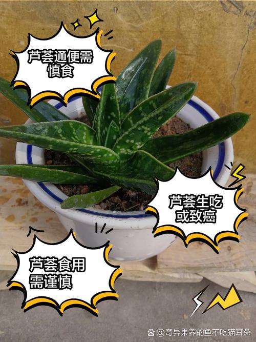 芦荟能生吃吗有什么功效和作用