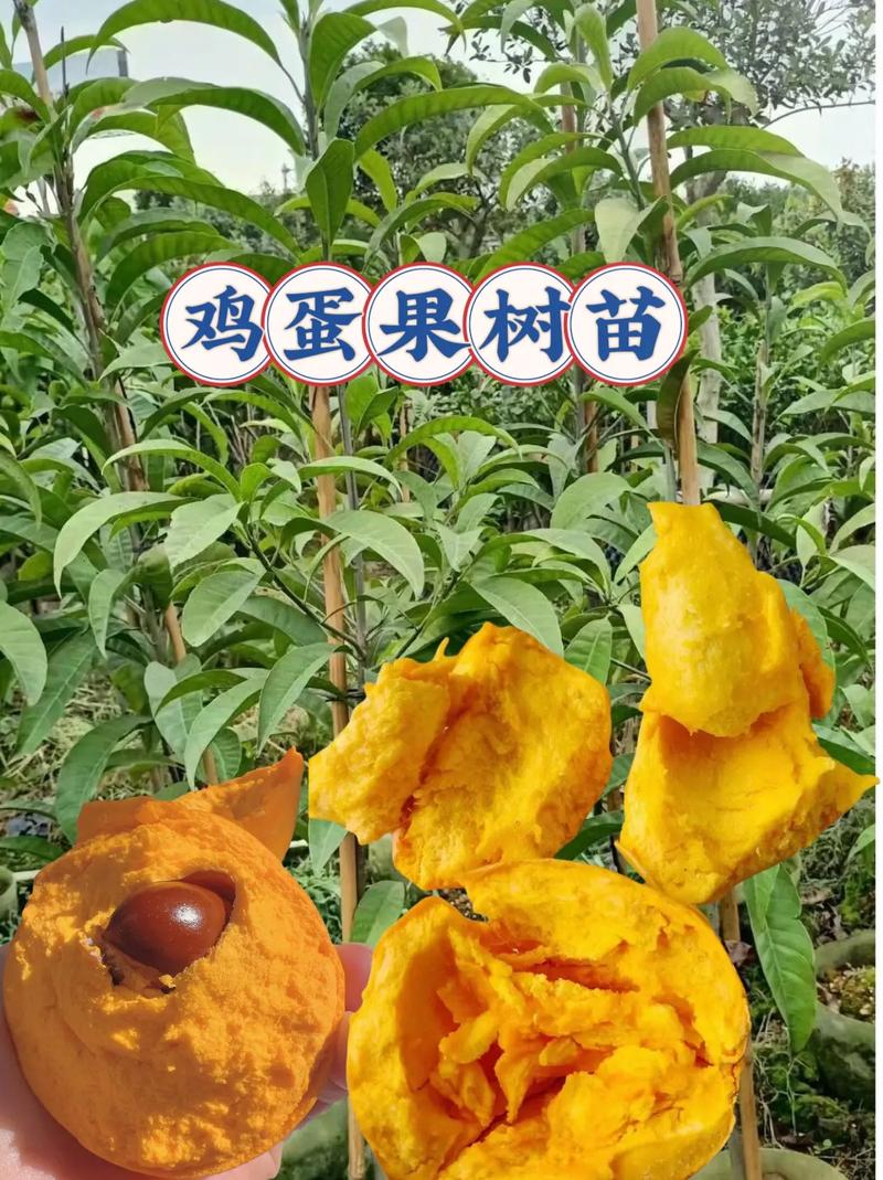 鸡蛋果怎么种植方法
