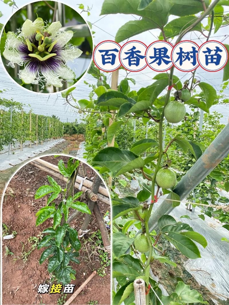 百香果秋天怎么养
