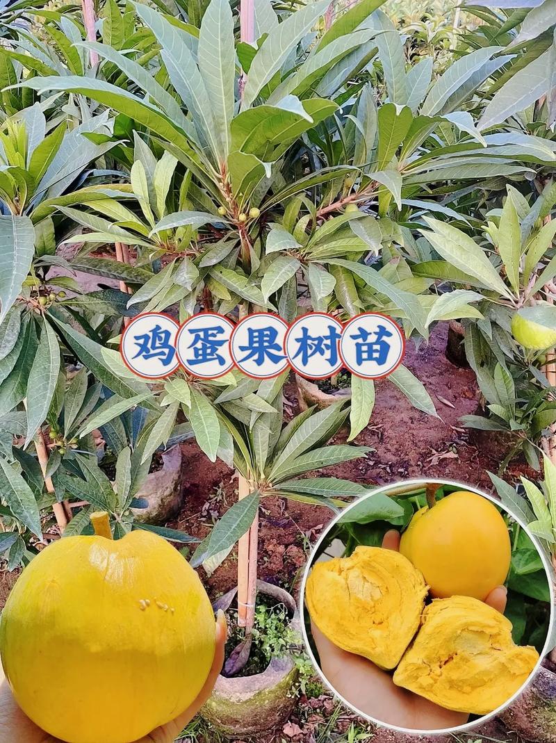 请有经验者指教鸡蛋果养殖方法!!