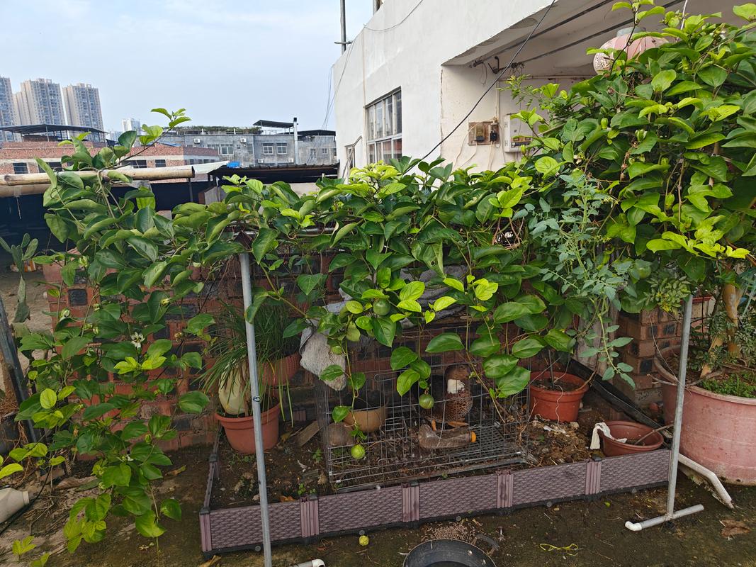 北方室内怎么养百香果