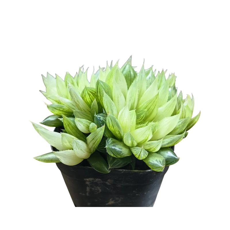 客厅放什么植物旺财,适合放客厅的大盆植物