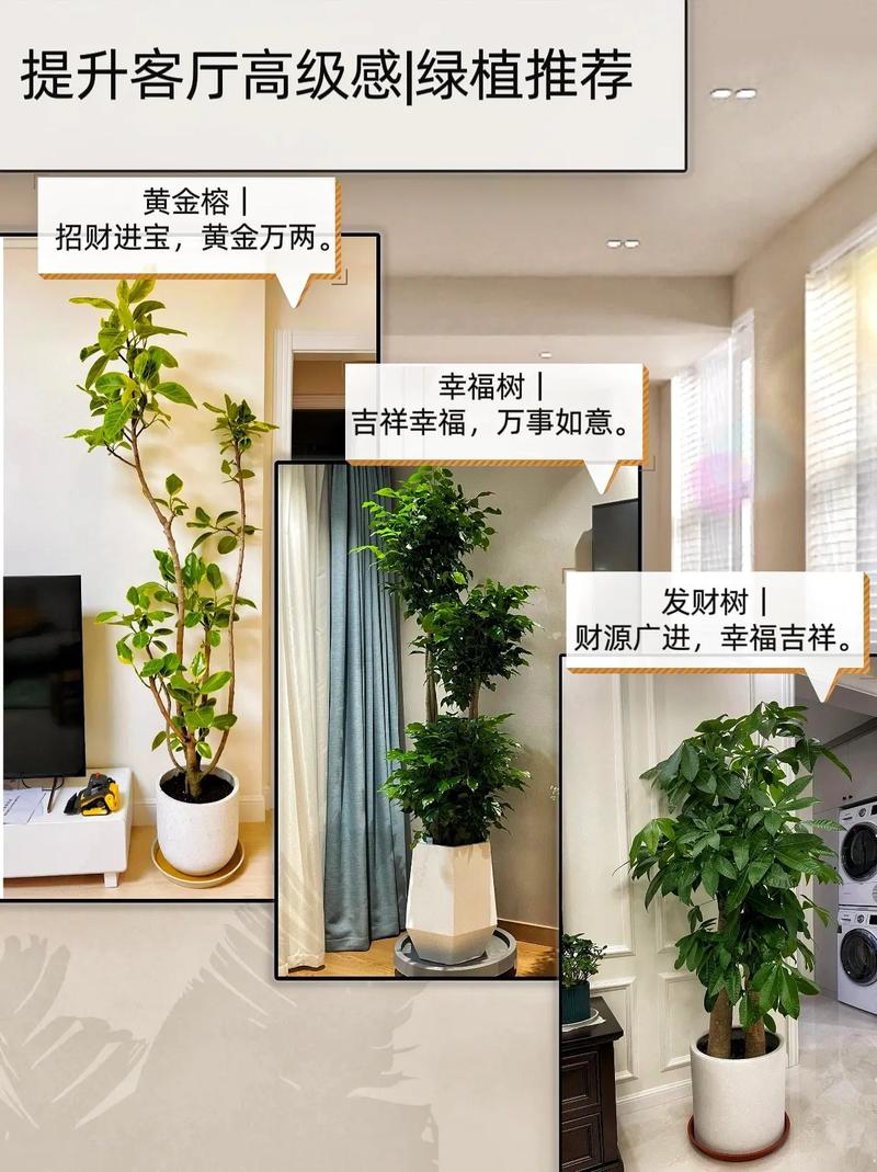 客厅放什么植物旺财而且全家身体好(镇宅招财的风水植物)