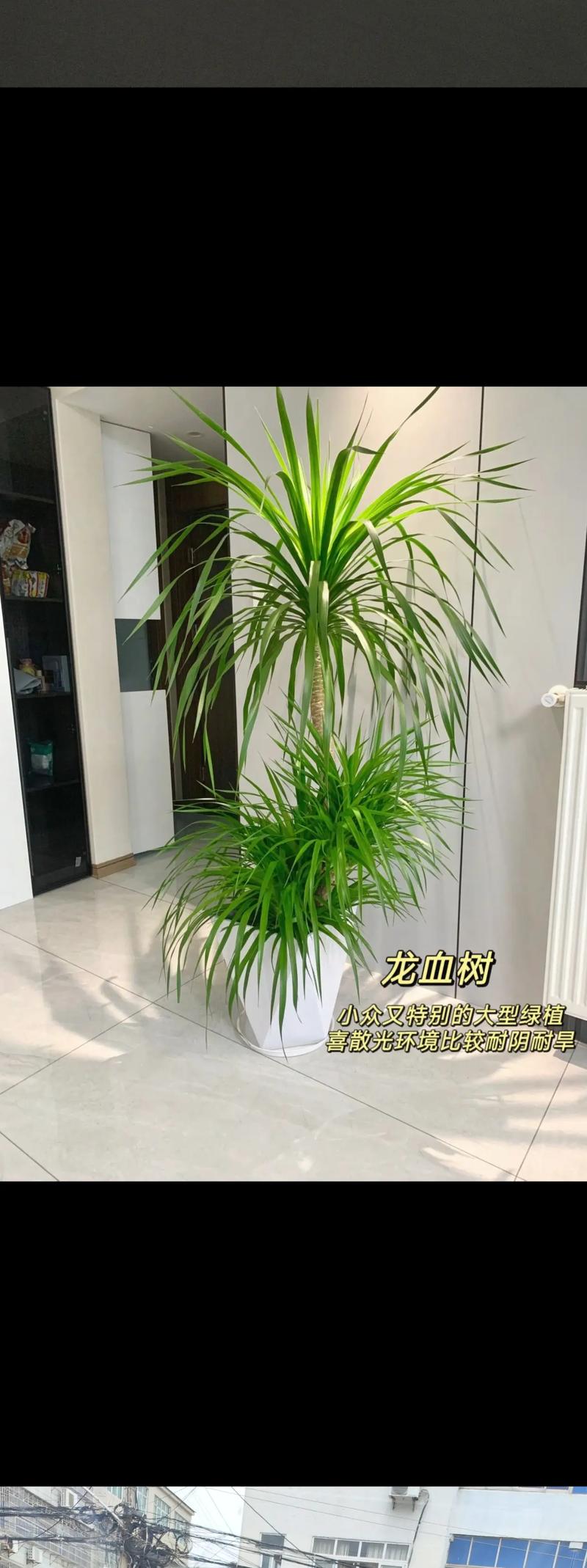 客厅电视两边摆什么植物旺财