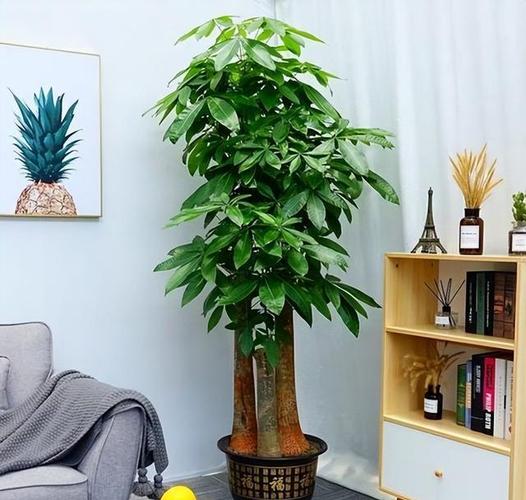 客厅放什么植物旺财而且全家身体好