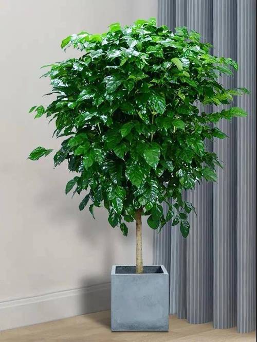 客厅放什么植物旺财而且全家身体好?