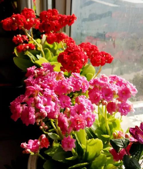 客厅放什么花好看又旺财