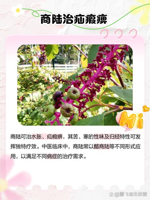 商陆的功效与作用