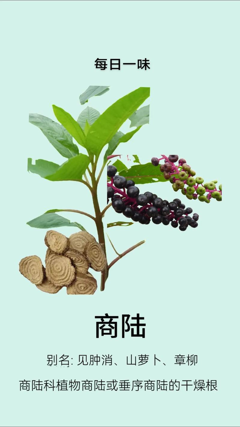 商陆有什么用