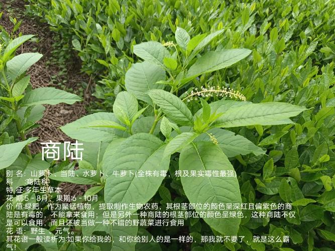 商陆有什么利用价值,医用/农药/绿肥还能保水固土