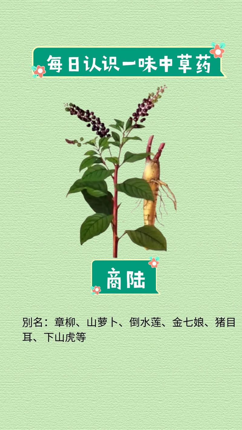 商陆的药用价值
