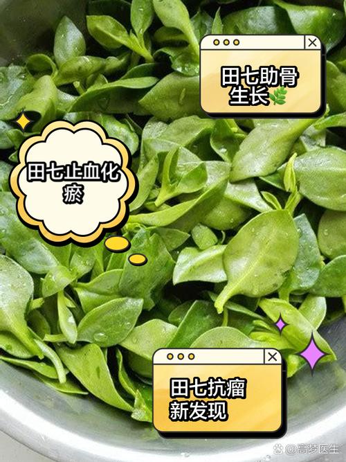 田七的养殖方法和注意事项田七的养殖方法
