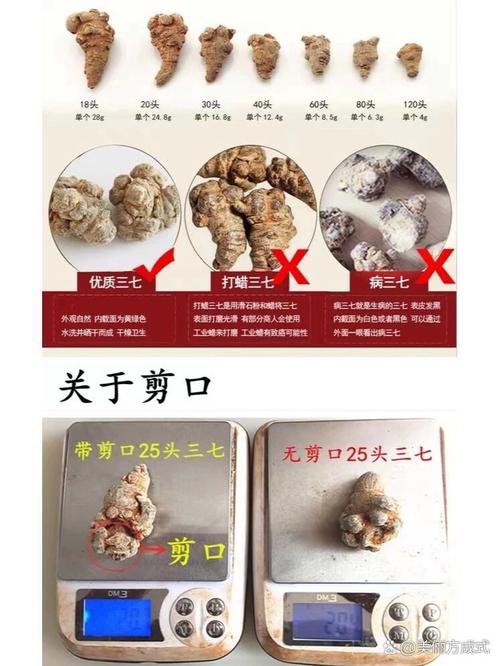 田七的养殖方法和注意事项
