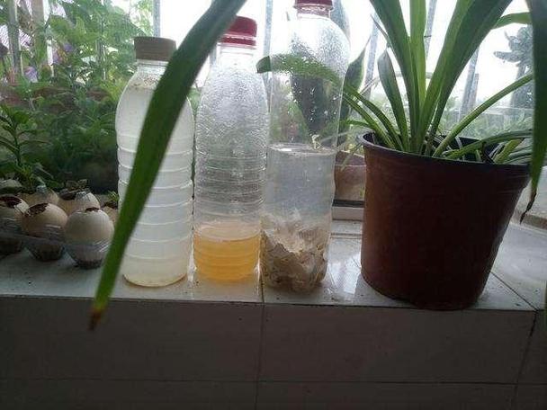 3种“小废物”,埋进花盆里,肥的流油又透气,3年不用换土