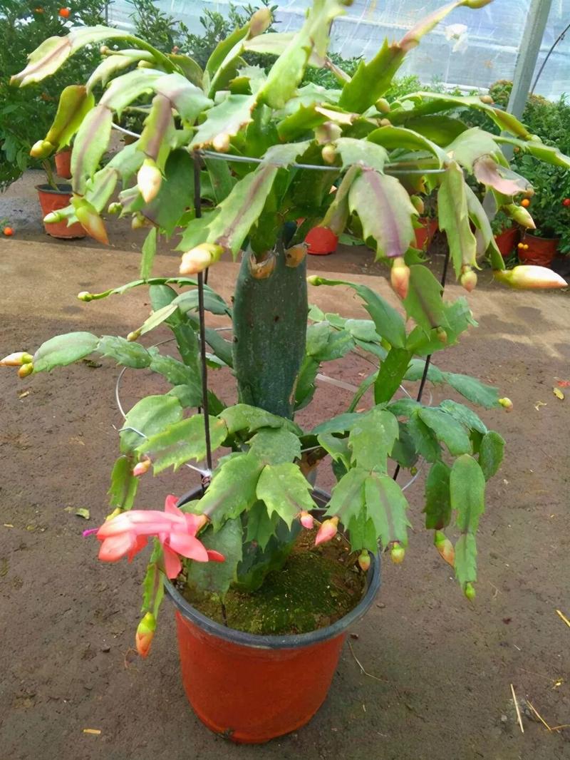 蟹爪兰怎么嫁接到仙人掌上，蟹爪兰怎么嫁接到仙人掌上开花？