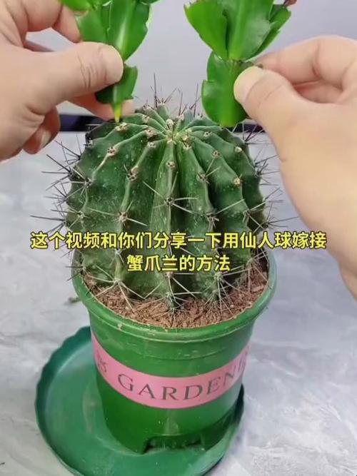 仙人掌嫁接蟹爪兰方法