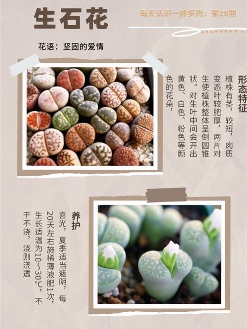 新手第一次养多肉植物,请问生石花长高了该怎么办