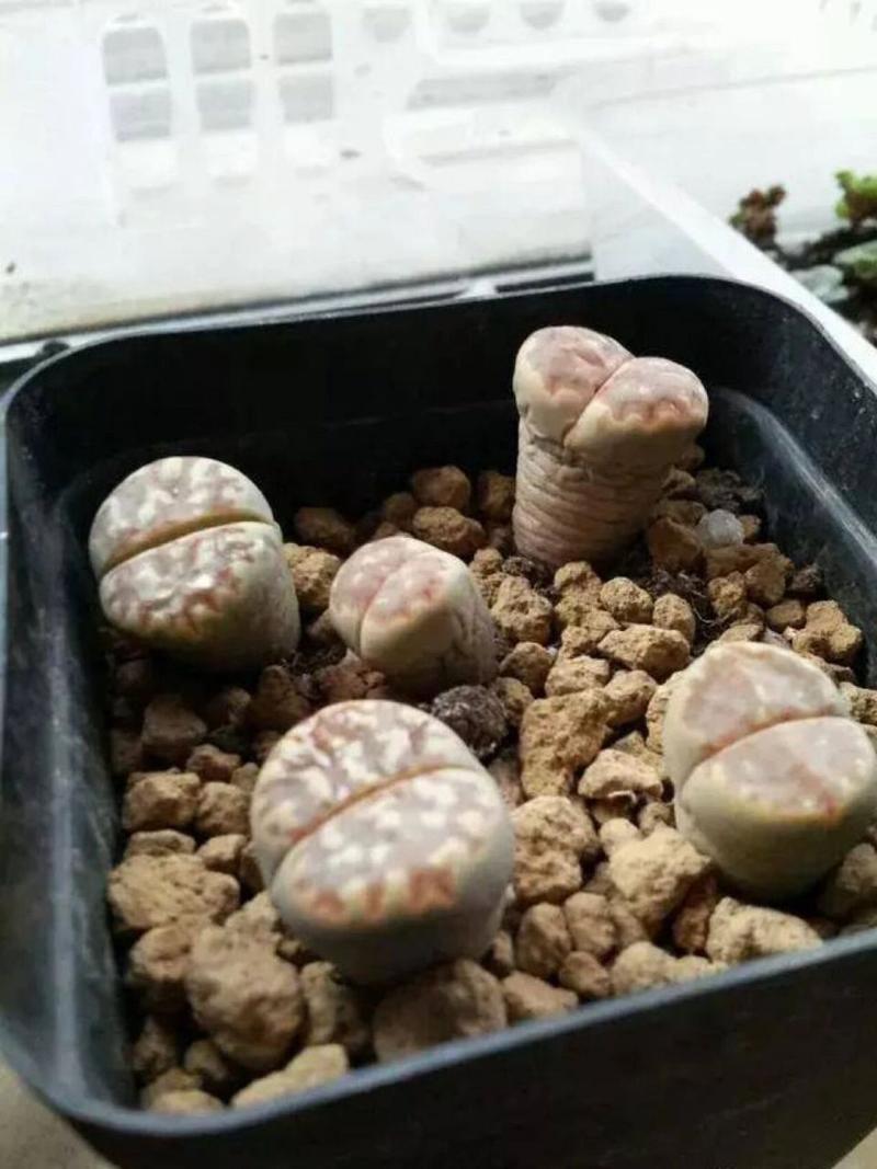 生石花徒长怎么办,徒长原因及处理方法