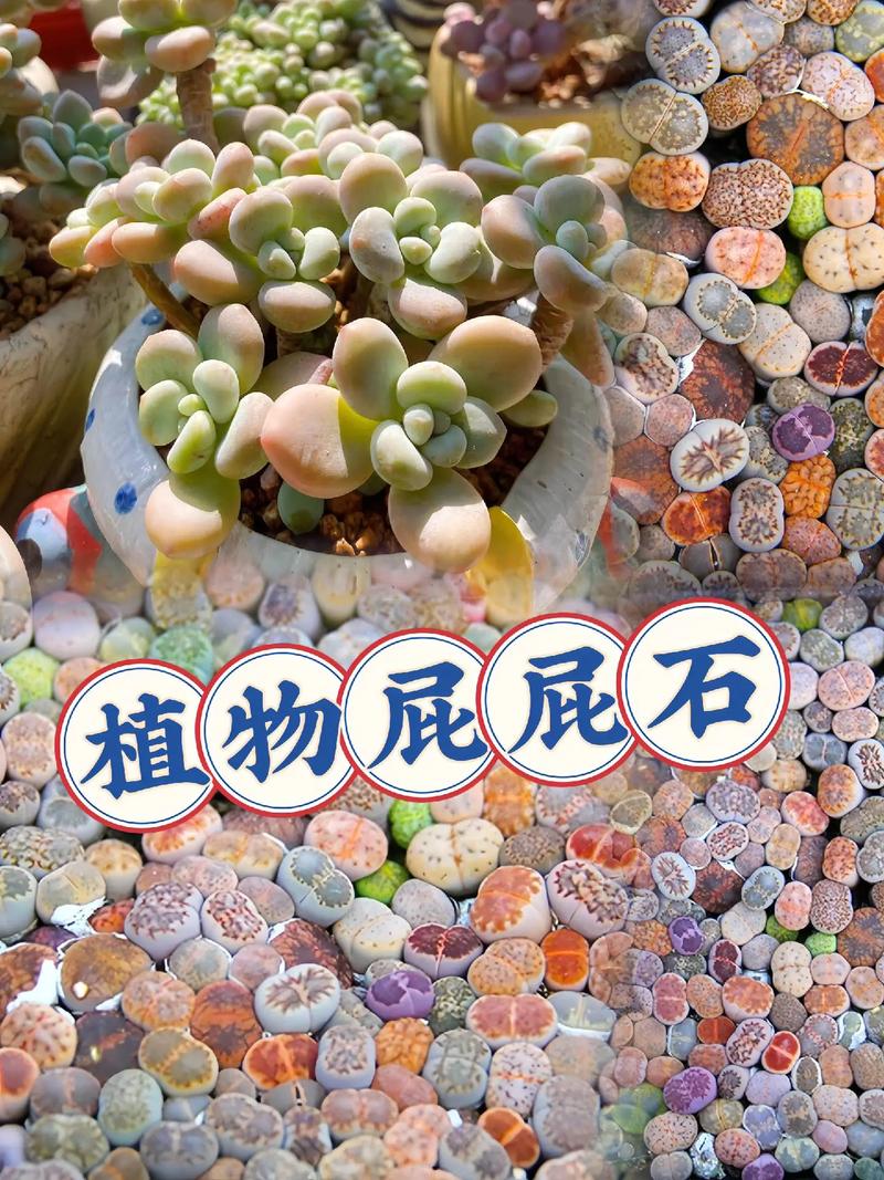 生石花长高了怎么处理方法