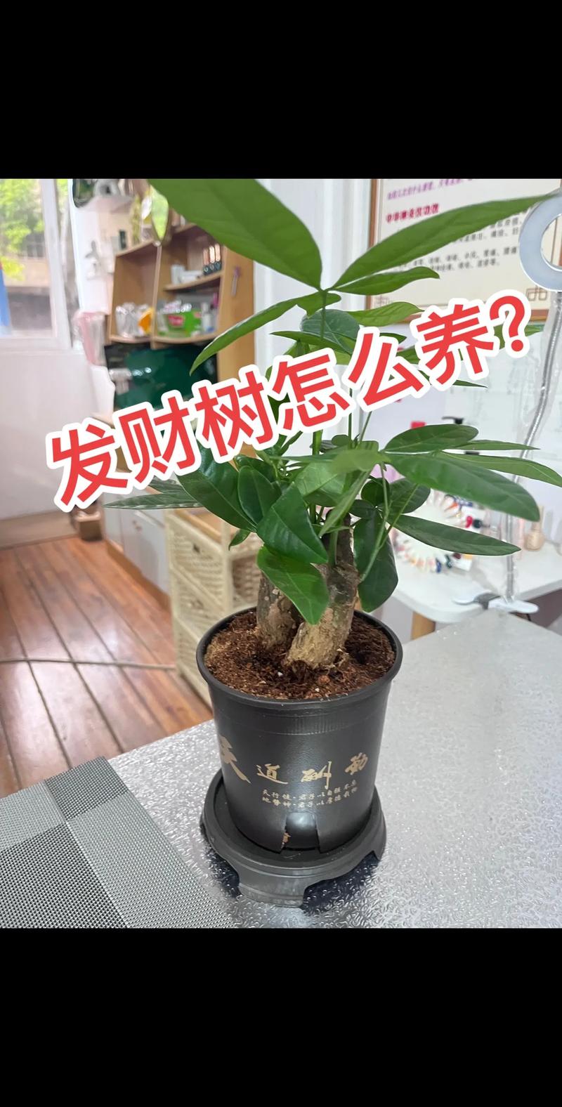 发财树喜欢水多还是水少