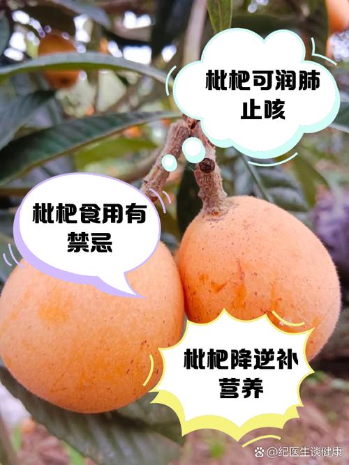 杈杷果的营养价值有哪些?