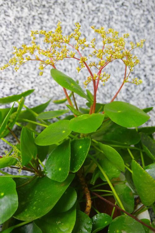 镜面草养殖时如何防治叶斑病?