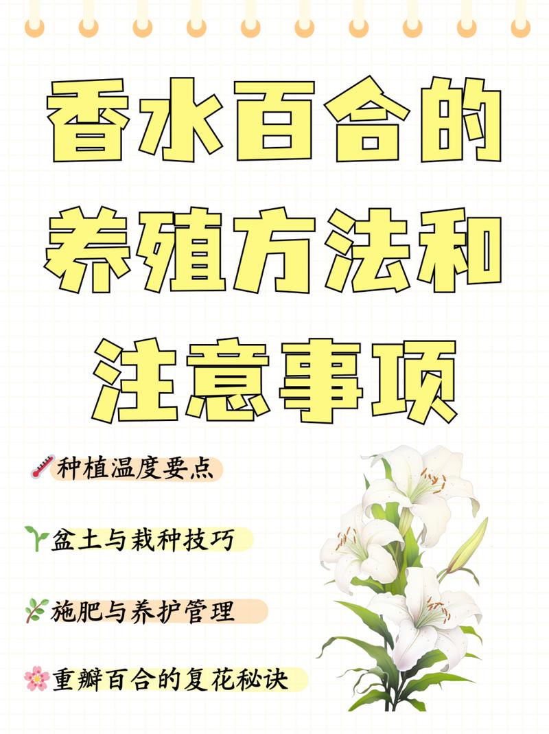 百合好养活吗，该怎么养？，百合耐养吗
