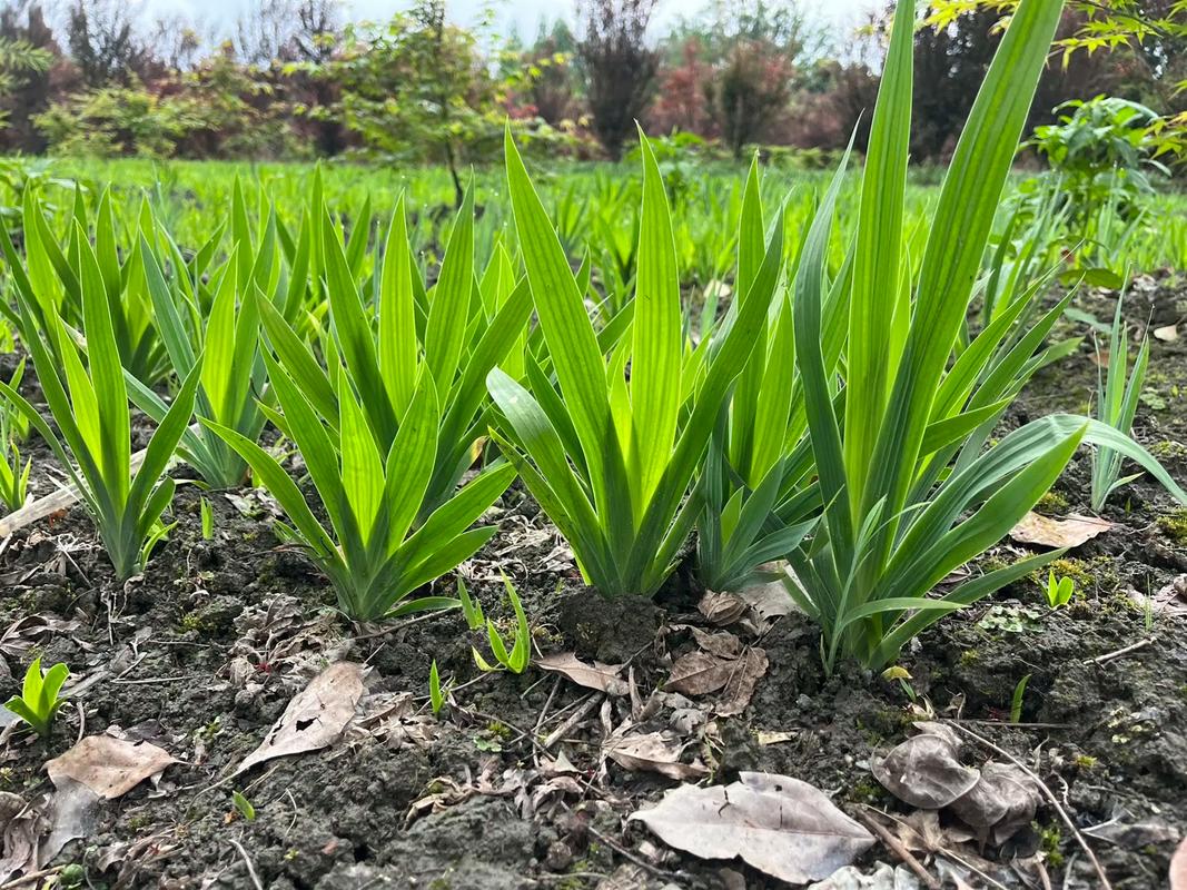 紫娇花的种植方法