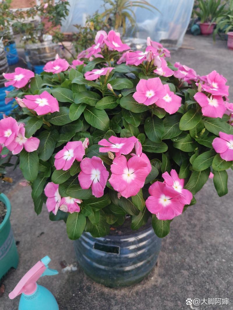 长春花多久浇一次水