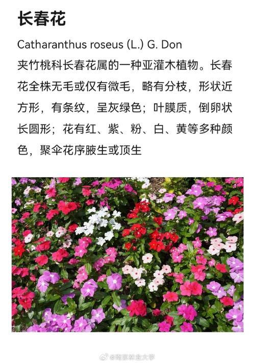 长春花怎么种植