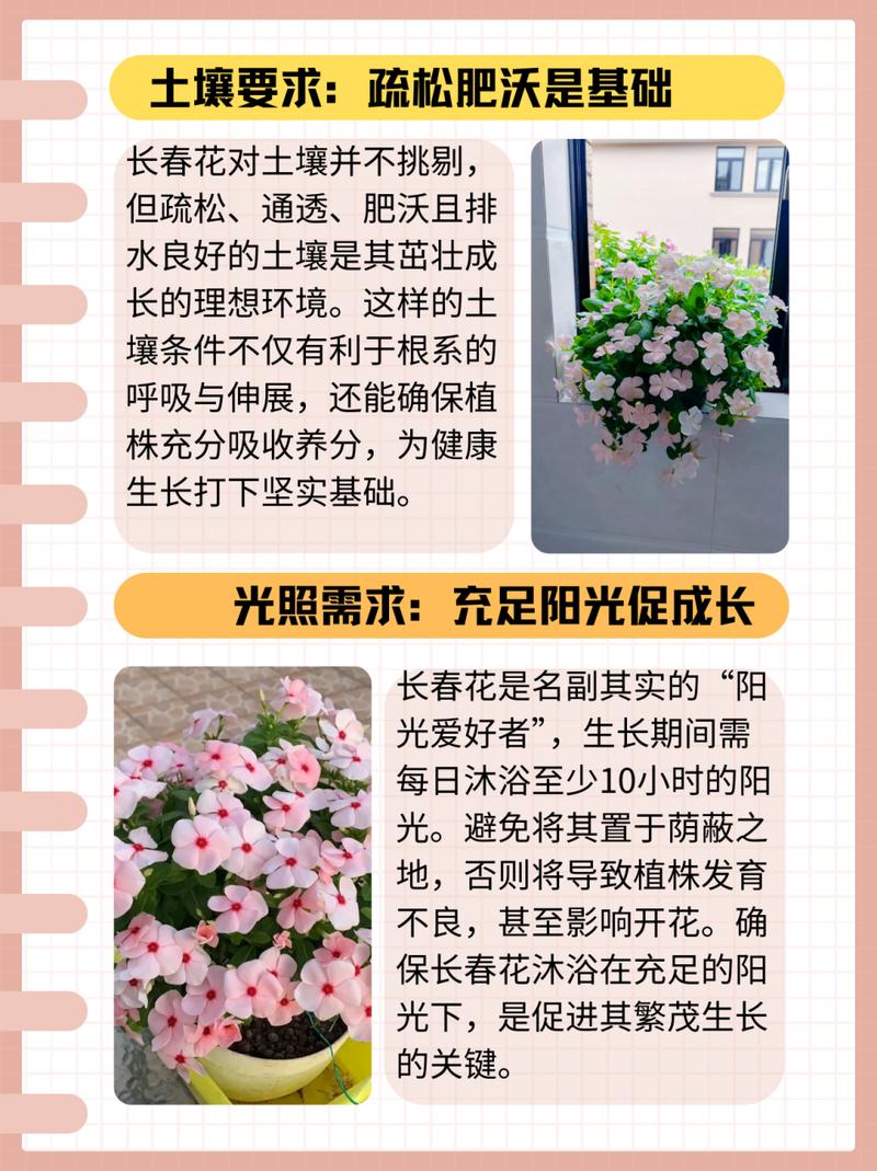 春季如何饲养长春花