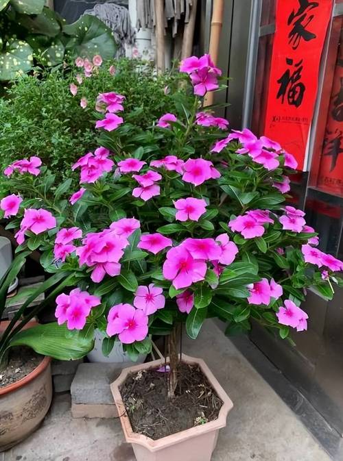 长春花春天怎么养,光照温度追施水肥养护