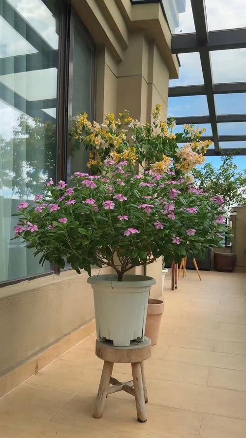 长春花喜欢什么土壤