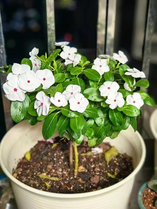 长春花春天怎么养
