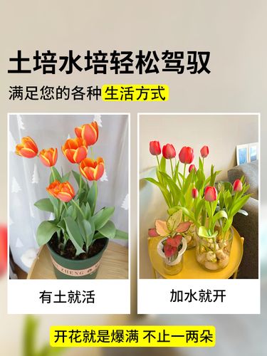郁金香和百合哪个好养