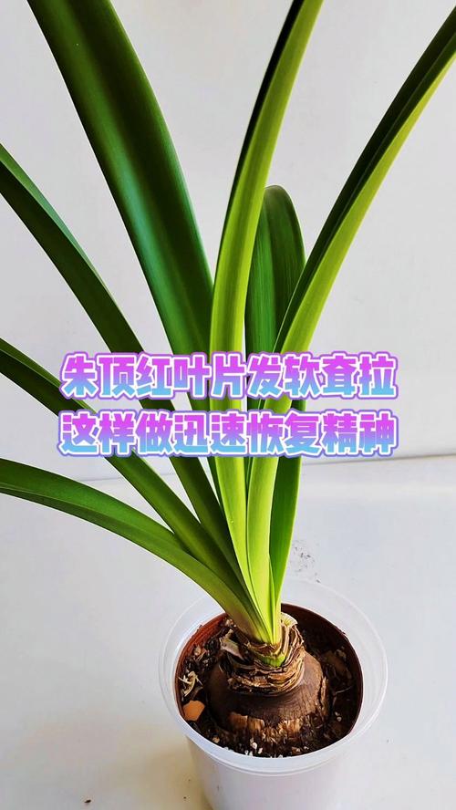 朱顶红叶子发黄变软是怎么回事?
