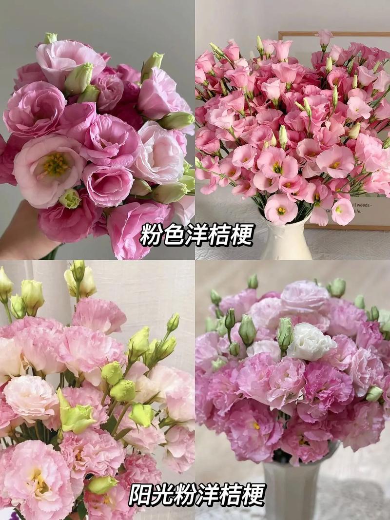洋桔梗的品种