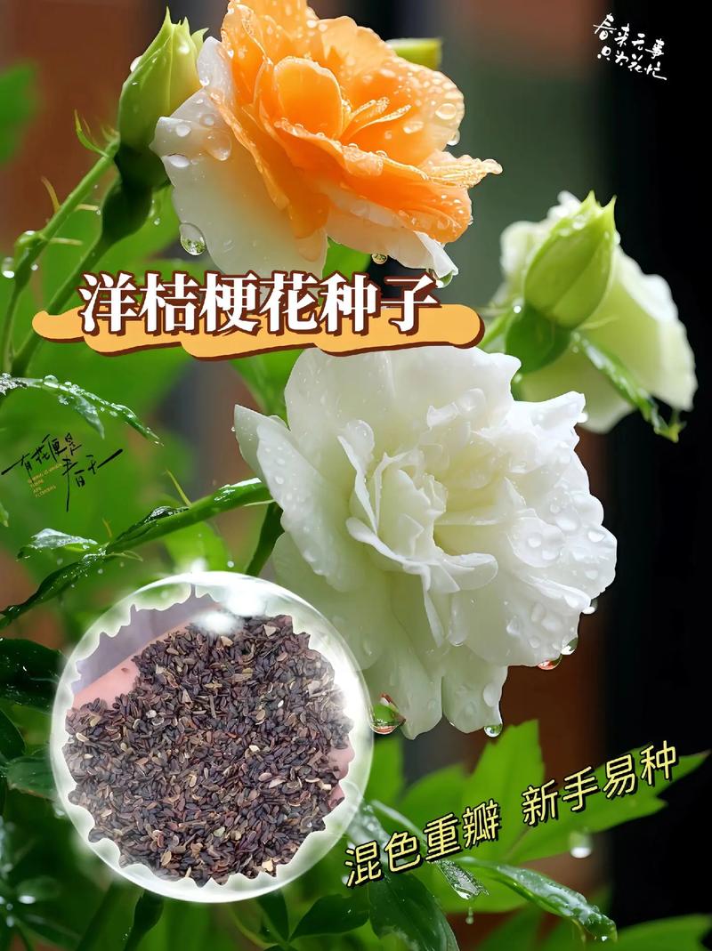 洋桔梗和玫瑰的区别