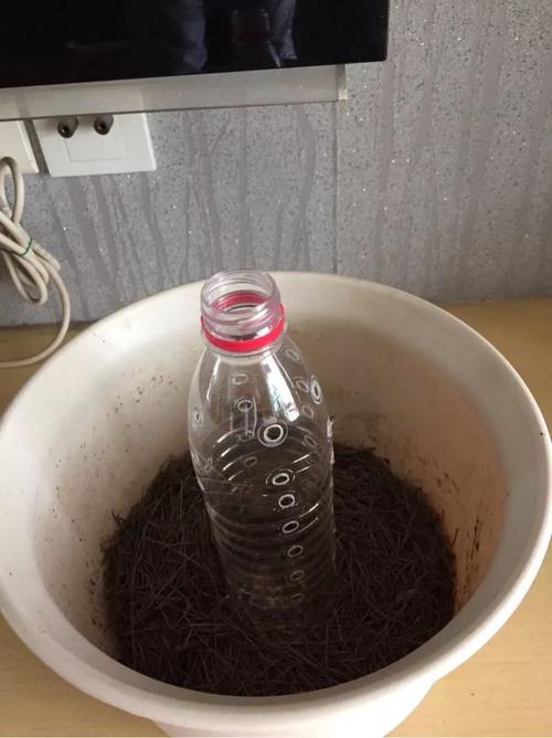 绿萝一碰塑料瓶,根系蹭蹭冒,叶子比巴掌还大!