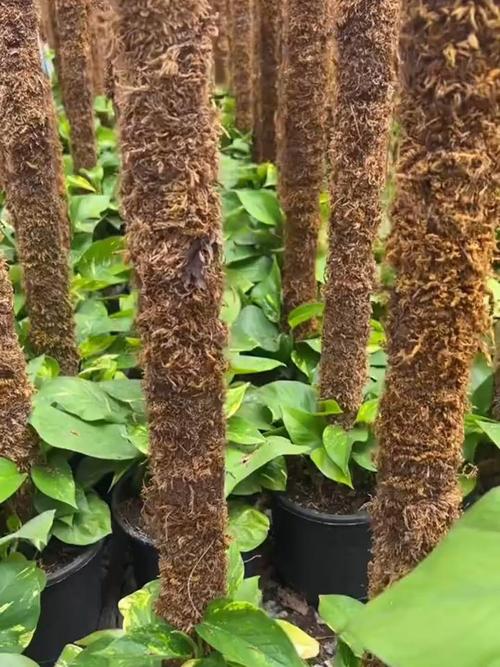 用塑料瓶扦插繁殖绿萝有哪些好用的方法可以提高成活率?