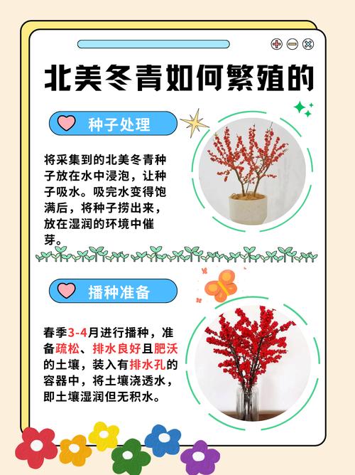 北美冬青树的繁殖方法和技巧?