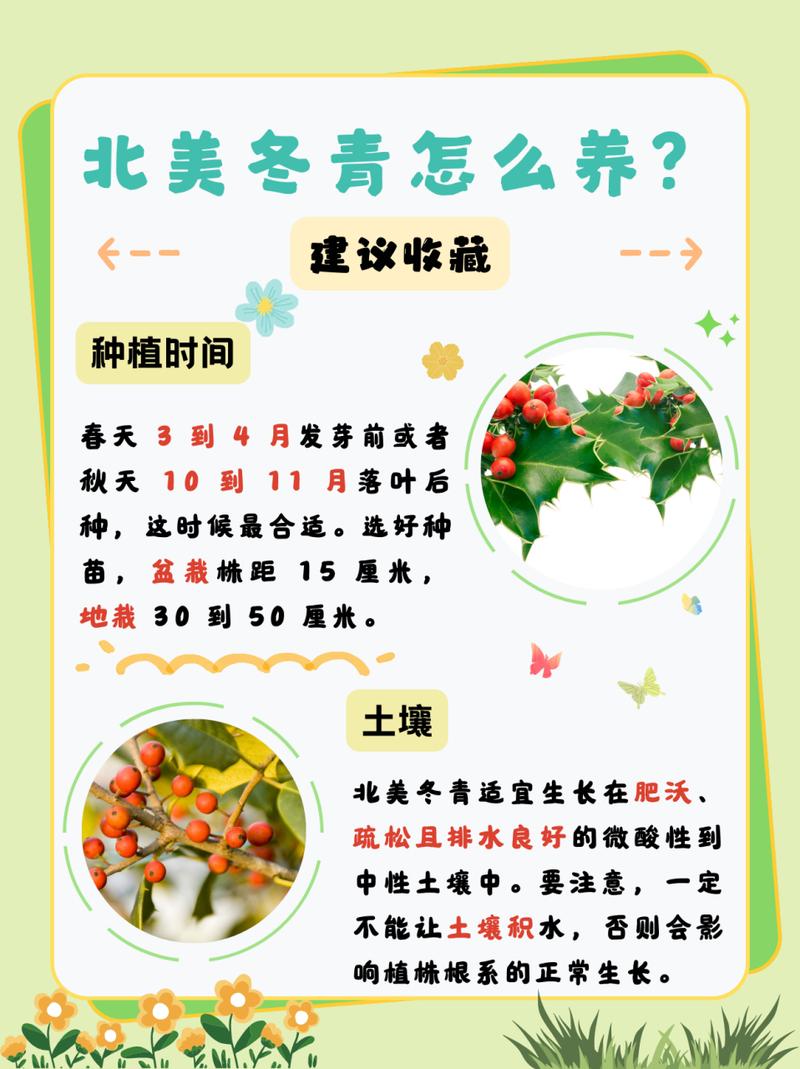 北美冬青的繁殖方法是什么?